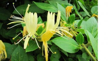 Derrière ces jolies plantes se cachent des meurtrières. Savez-vous tout sur les jolies plantes qui ornent vos jardins?
Voici quelques précisions utiles.