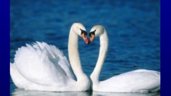 Voici contée en quelques images l'incroyable lien éternel qui unit 2 cygnes..
(source inernet) 
desolée de n'avoir pu garder la  magnifique  musique  originale ...de Tchaikovsky...