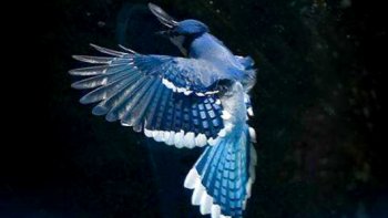 une gentille dame  a la chance d'avoir comme "visiteur " dans son jardin  un "Geai bleu "  qui a trouvé  là ,le gite et le couvert ...