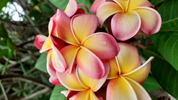 parfois, il faut peu de choses,  pour nous  faire   rire,ou  sourire.......