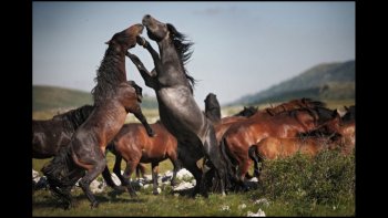 Quelques belles images, juste pour le plaisir des yeux...