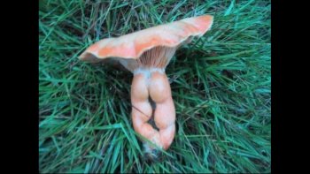 Voici quelques phenomènes naturels crées par Dame Nature...les hommes n'ont rien inventé...certaines photos sont tres etonnantes  par leur ressemblance avec des animaux....d'autres  refletent des expressions ,,des emotions ...
le ciel n'est pas en reste ..en beauté  inquietante,,,