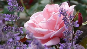  une maman c'est un  phare dans la tempête....
Bonne fête à toutes les mamans   du monde entier ,
et aussi à celles qui ne sont plus là...
