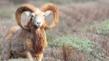 Si vous faites le tour du plateau de Sault au pied du Ventoux, parmi les sentiers de lumières dans la folie bleue des lavandes, vous verrez la perfection des fleurs, les unes cultivées les autres sauvages, mais si vous voulez apercevoir la faune sauvage il va vous falloir aiguiser votre regard…
Si votre objectif est d’admirer le mouflon, déceler le lièvre ou voir danser les biches, Vous ne verrez plus les champs de Lavande avec le même regard…

Nicolas Ughetto photographe de vie sauvage.