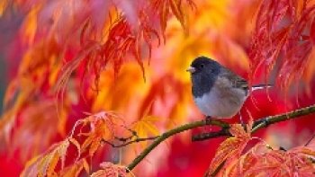 Nous voici en AUTOMNE ... le temps passe si vite..que bientôt  manteaux et bonnets remplaceront les parapluies ...
j'aime cette saison aux couleurs mordorées ..
elle  réveille mes neurones  pour  exprimer le plaisir des yeux et des saveurs 