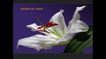 Les amis(es)
la vie prend un sens avec eux....quand l'horizon s'assombrit,
où quand tout réussit.....
pour ceux ce bouquet de pensées fleuries....