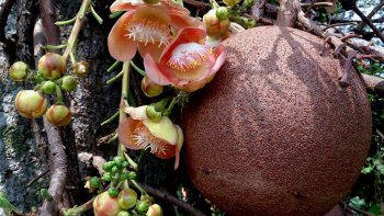 Fantastique la nature nous réserve de belles choses.
  Je vous souhaite une excellente journée
