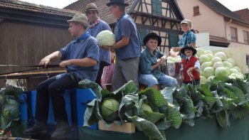 L'origine la plus lointaine du chou fermenté remonte au temps de la Chine antique. D'après certaines sources, le chou fermenté aurait constitué la nourriture de base pour les constructeurs de la grande Muraille de Chine au 3e siècle avant J-C, qui auraient laissé par hasard fermenter du chou durant un hiver très rude. L'origine de la choucroute remonte précisément au 13ème siècle où elle été désignée sous les termes " Gumbskrüt " puis " Sauergrappe " avant d'adopter la forme allemande « Sauerkraut » au 16ème siècle qui se transformera en Sürkrüt en alsacien puis en «choucroute» lors du passage de l'Alsace à la France. Dès le Moyen-âge, les choux verts constituent une part importante de l'alimentation du peuple. Depuis le Moyen-âge le chou était systématiquement épicé de baies de genièvre, de sureau, d'aneth, de sauge, de sarriette, de fenouil, de cerfeuil, de persil et de raifort. Devenu plat de fête par excellence en Alsace, la choucroute prend un essor considérable au 19e siècle. Elle sera alors épicé de baie de genièvre et de feuilles de laurier uniquement. Profondément ancrée en Alsace, banalisée dans sa forme garnie et riche, caricature de l'alimentation de l'alsacien, la choucroute est avant tout un modèle de conservation réussi. ! En suivant découvrez la vidéo de la vrais recette de la choucroute Alsacienne chez un maraîcher né dans les choux. Un plat de saison à savourer d'urgence. ! Bonne journée !