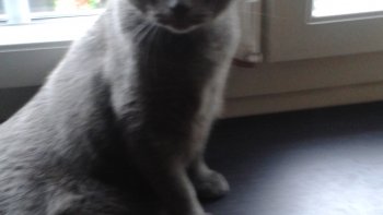 Notre ordissinaute Pandom nous présente son chat gris. Il est magnifique n'est-ce pas ? Ces deux photos donnent envie d'en connaître plus sur ce beau chat :)