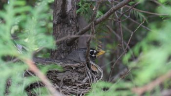 C'est la saison des  nids........Dame merlette  rêve sur son nid.......