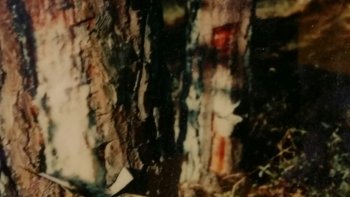 Une photo appartenant à Minou, qui garde le souvenir des pins résinés à l'ancienne, avec le petit pot en terre pour récupérer la résine. merci pour cette photo.
Poésie de THÉOPHILE GAUTIER que tout petit écolier landais devrait connaitre.