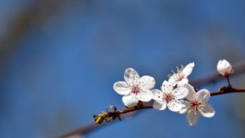 Qui suis-je?
"Un atome de rires et de larmes, emporté par le vent ?
Un souvenir,  qui ne veut pas mourir?
