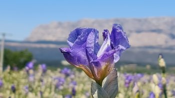 Dans l’Égypte antique, l’iris symbolisait le pouvoir et la victoire ... 