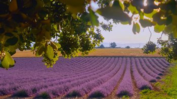 Le plateau de Valensole dévoile en été un véritable tableau provençal, où les champs de lavande et de tournesols se succèdent à perte de vue. Par endroits, de magnifiques étendues de coquelicots viennent ajouter leurs touches écarlates à ce paysage déjà enchanteur