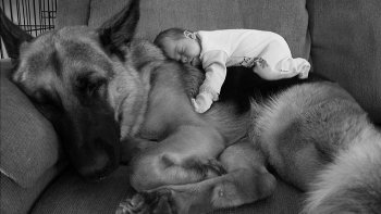  BELLE AMITIÉ ENTRE L'ENFANT ET L'ANIMAL.