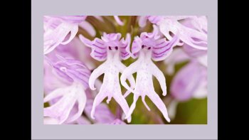   17 FLEURS QUI RESSEMBLENT À TOUT,
        SAUF À DES FLEURS.  