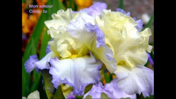 Un petit coucou  à Edth Piaf, en parcourant  ces magnifiques fleurs compliquées et si belles, les iris.....