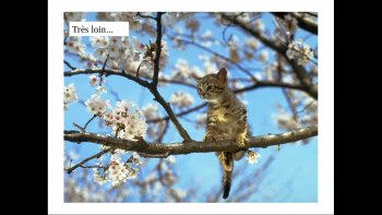 POur l'année nouvelle,suivons l'exemple de ces chatons motivés pour relever des défis en 2019