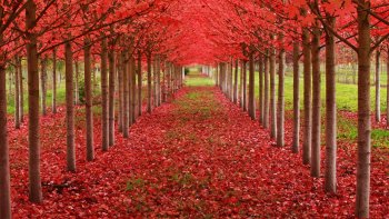 QUELQUES UNS DES PLUS BEAUX ARBRES
       DU MONDE.