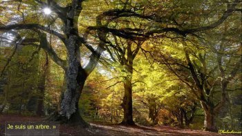 Écoutez la complainte des arbres.....entendez  leurs prieres...
ils sont si beaux ,,
il faut les respecter  car ils nous donnent beaucoup...
Dame Nature les a crées  pour notre   bien être...ne croyez vous pas ?
