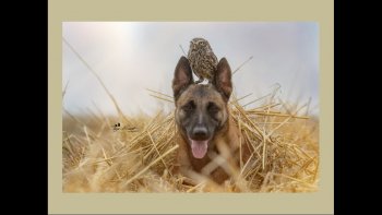 Une merveilleuse histoire d'amitié .....belle leçon   de vie ..
l'amitié est un bon remède lorsqu'elle  est partagée avec sincérité et tendresse....

à voir en grand écran 