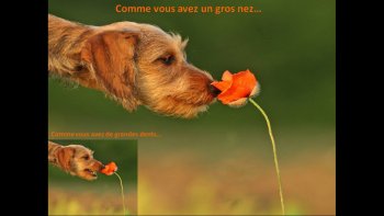 Beautés poétiique des images
revisitant la nature,
sous nos yeux trop habitués,
pour s'émerveiller....