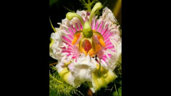 Il est d'étranges fleurs, venues d'ailleurs,
quelques-unes sont connues, les orchidées)d'autres beaucoup moins
voire pas du tout;leur nom m'est inconnu...
qu'importe,aurais_je retenu leur exotique consonance ?....
Elles se regardent, plus qu'elles ne se nomment....