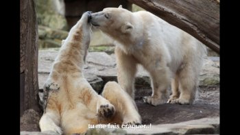 nos amis les betes  dans leur quotidien ....chacun ses problemes...