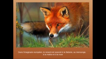 Ce qui caractérise, entre tous, chacun des animaux de ce diaporama...