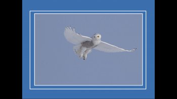 Encore appelé chouette harfang,est l'emblème de QUébec,Suivons le à travers ces images magnifiques à sa ressemblance