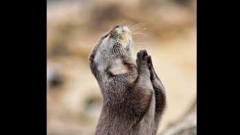 Il aimait la nature, la vie en général... son objectif a su saisir des scènes
quotidiennes que seul un passionné talentueux pouvait réussir,
tout particulièrement dans le monde des insectes.