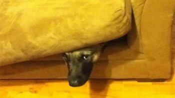 LES   ANIMAUX  PENSENT  TOUJOURS  BIEN  SE  CACHER, ILS  S'IMAGINENT   SOUVENT  QU'ON  NE  LES VOIT PAS, voici quelques images qui vont vous couper le souffle !