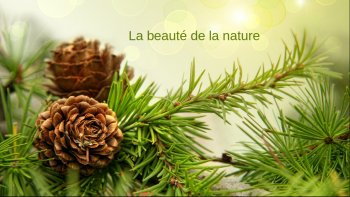 Avez vous dejà regardé de plus prés ces arbres magnifiques ..aucun n'est pareil ,,ils ne sont pas que des "porte guirlandes " quand vient Noël ..
il faut respecter  ces  maitres de la forêt...