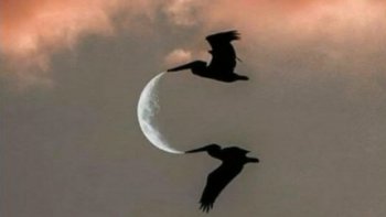 C'est un plaisir de partager avec vous  ces jolies images  
grâce au talent de photographes  de ""haut vol""
beauté ,,humour    tendresse ...  et  le coup d'œil  infaillible (clic clac !!)