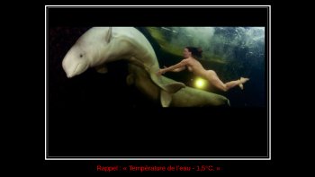 Natalia Auseenko, championne du monde d'apnée, experte en yoga et en méditation,
plonge nue dans les eaux glaciales du cercle Arctique pour apprivoiser les dauphins blancs (en fait des baleines leur ressemblant).