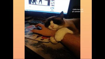 Il ne leur manque que la parole!,mais là ils pensent tout haut,le temps d'un diapo.....