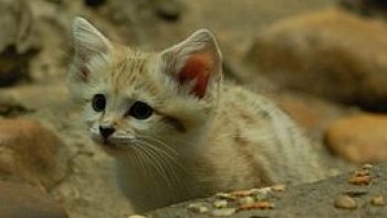 Les chats des sables sont les “Peter Pan” des félins ! En effet, ces chats, même adultes, refusent de grandir et conservent une petite bouille de chaton. SooCurious vous en dit plus sur ces boules de poils si spéciales et malheureusement en danger !

Des chats à l’adaptation impressionnante
Quatre chats des sables voient le jour au zoo de Lyon.

3 mâles et 1 femelle chat des sables viennent de voir le jour au Zoo de Lyon, au Parc de la Tête d’Or. La mère est arrivée récemment au zoo, en septembre dernier, alors que le père, qui est né aux Emirats Arabes Unis, est lui pensionnaire à Lyon depuis août 2016.
(diapo avec la participation de victoria)