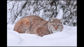 Quelque part au " Nord " la nature est enfouie sous un tapis de neige...