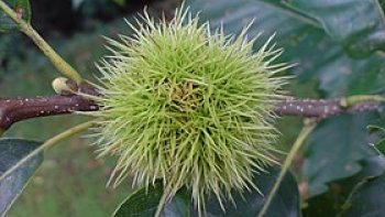 La culture de la châtaigne, date depuis le Moyen-Âge. La châtaigne est le fruit inconturnable de l'Automne.     Vous allez adoré  !!!
