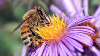 l'histoire de l'abeille et la fleur racontée par notre Ordissinaute Chaleureux !