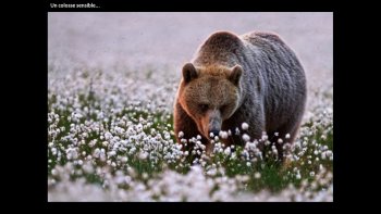 Nous partageons tous cette planète
avec une multitude  de fascinantes créatures...
