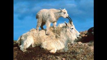Le plus agile des mammifères de montagne : la chèvre de montagne !
A l'abri des prédateurs sur les plus hautes cimes.