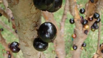 Non, ce n'est pas une farce. 
Ils ont l'air épinglé là pour impressionner les voisins, mais le fruit du Jabuticaba pousse vraiment sur le tronc de l'arbre.