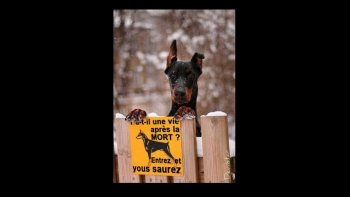 Il est des jours avec, et d'autres sans....
des images drôles, et d'autres moins...
des déjà vues, déjà oubliées.....