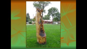 Pour sauver les vieux arbres malades, (au Colorado parc Craig  )en passe d'être détruits......un concours de sculpture de ces mêmes arbres, est organisé pour leur donner une seconde vie....