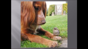 Des photos qui montrent la tendresse animale.