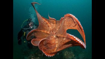  PLONGEZ AVEC MOI AU FOND DE L'OCÉAN...