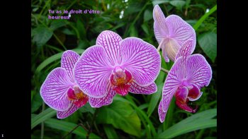 Les orchidées ont la parole.