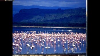 Les images se concentrent sur la faune impressionnante, voire parfois attendrissante... le tout dans un paysage grandiose...