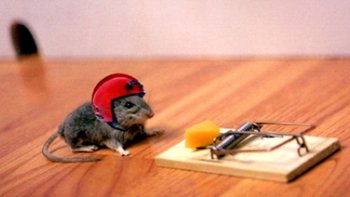   PETITES BLAGUES DE NOS AMIES LES BÊTES  